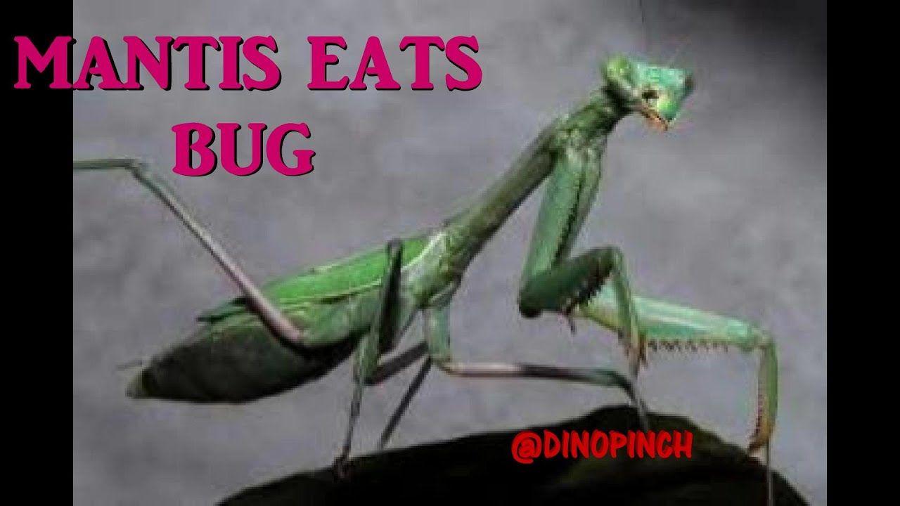 Snowdrop reccomend Praying mantis position in sex