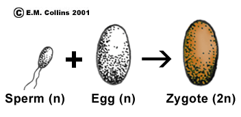 Banjo reccomend Sperm and egg go through meiosis