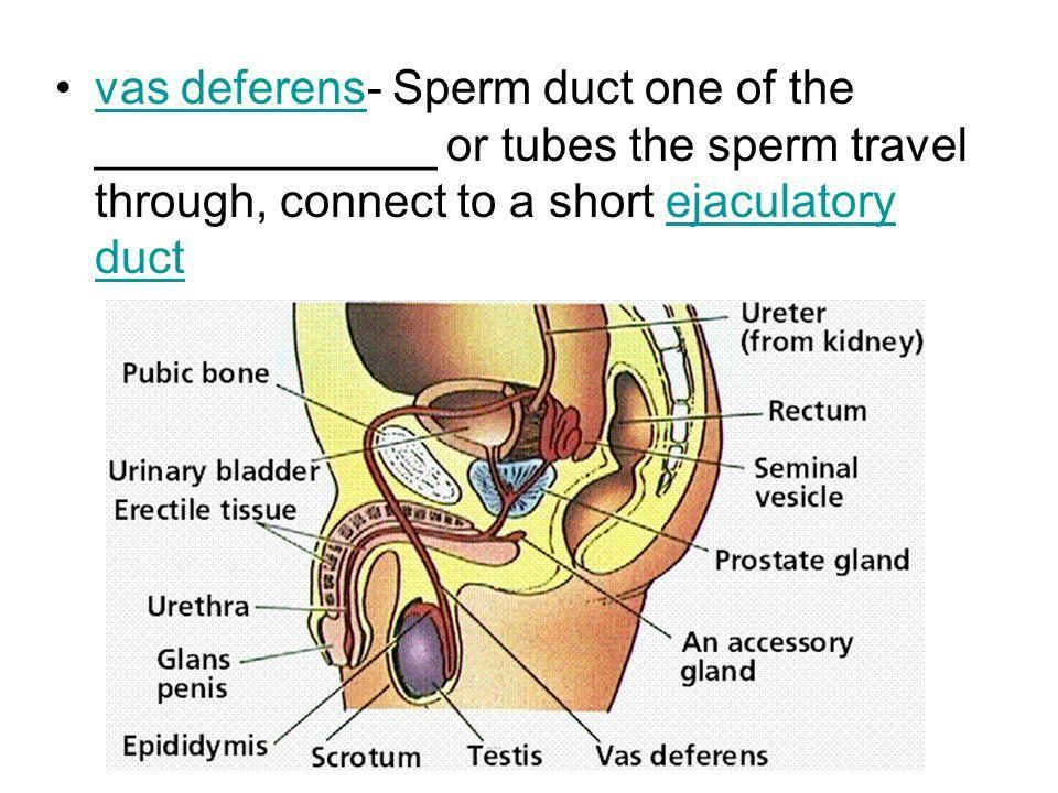 Sperm duct at base of scrotum