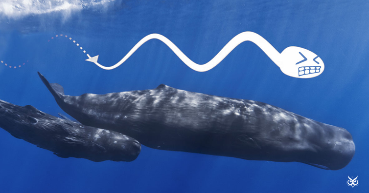 best of Are whales called Why they sperm